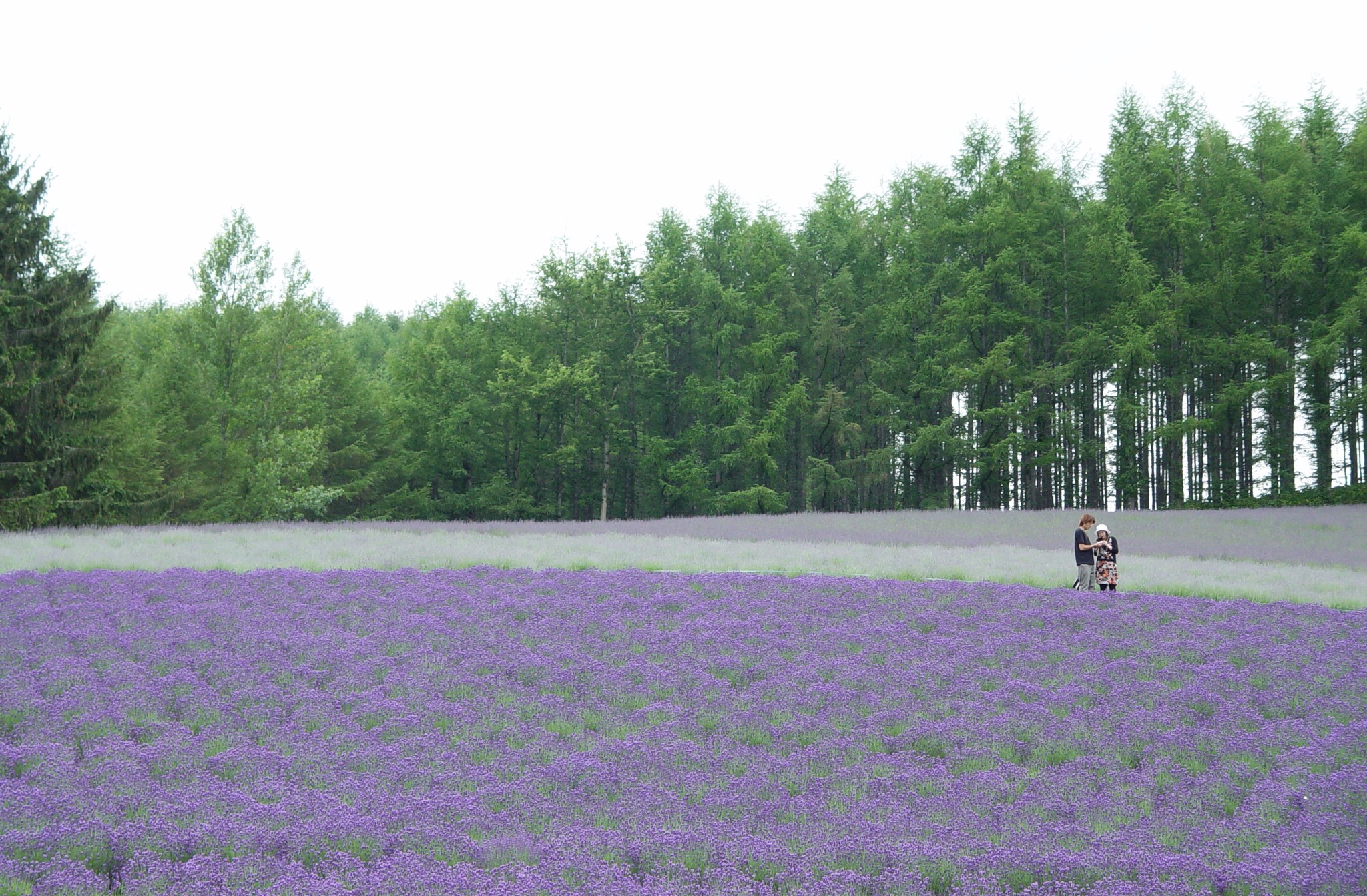 Tomita Farm in Furano Hokkaido, Japan 2004.7